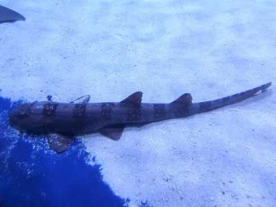 Il gattuccio (Scyliorhinus canicula). Foto by Emőke D�nes 